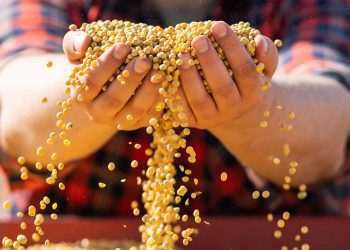 Produção brasileira de soja pode cair segundo estimativa na StoneX