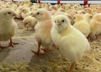 incubatório de frangos de corte situado na cidade de Rolândia, no Paraná. O "berçário" de aves é encarregado por 12% dos pintos produzidos