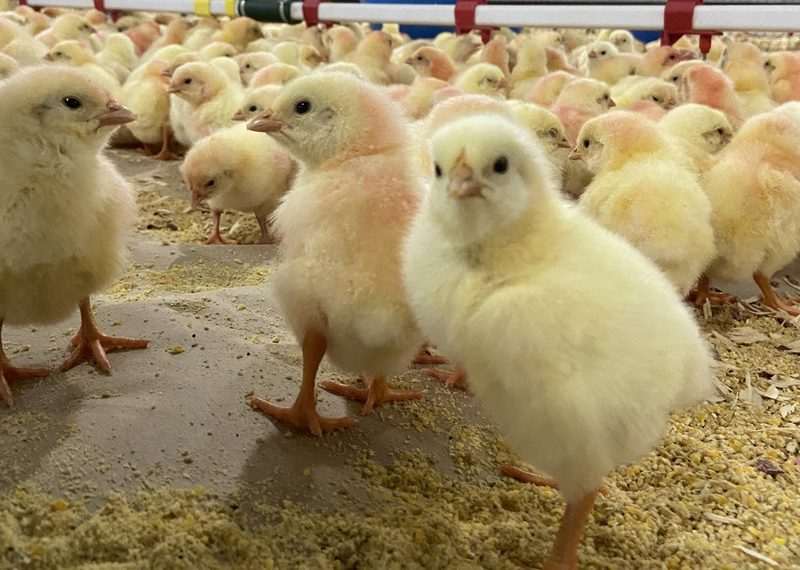 incubatório de frangos de corte situado na cidade de Rolândia, no Paraná. O "berçário" de aves é encarregado por 12% dos pintos produzidos