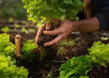 Conab registra queda de preços da alface em dezembro