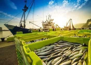 Frescatto e Prime Seafood concretizam maior fusão da história do setor de pescados no Brasil