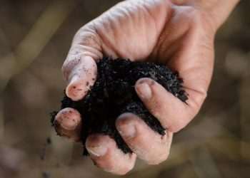 Nespresso, Eisa e NetZero unem-se em 1º projeto de biochar em escala no Brasil