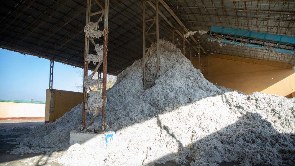 ONG diz que algodão de roupas da Zara e H&M pode ser fruto de desmatamento no Brasil