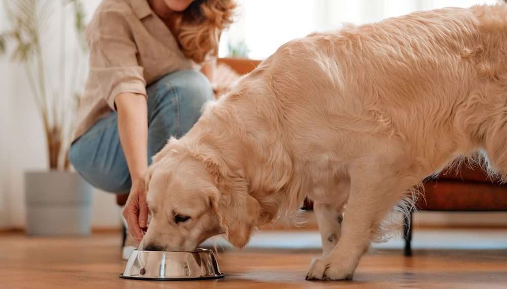 Especial Dog, Origens e Royal Canin lideram tendência de alimentação saudável para pets