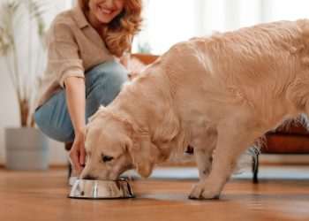 Especial Dog, Origens e Royal Canin lideram tendência de alimentação saudável para pets