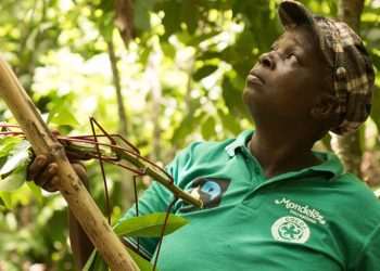 Mondelēz Brasil leva ilha interativa para ponto de venda para abordar programa global de cacau