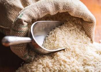 Conab vai doar sementes de arroz para agricultores familiares do RS
