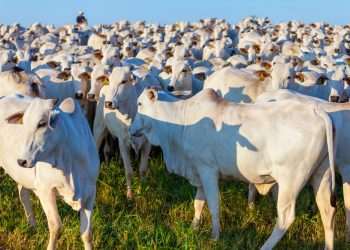 Brasil exporta 240.622 toneladas de carne bovina em maio e tem 2º mês seguido de recorde