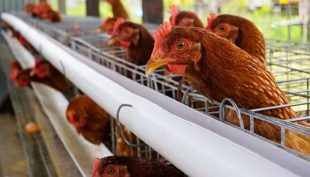 Ministério da Agricultura reduz emergência zoossanitária no RS para 5 municípios