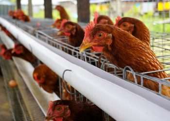 Ministério da Agricultura reduz emergência zoossanitária no RS para 5 municípios