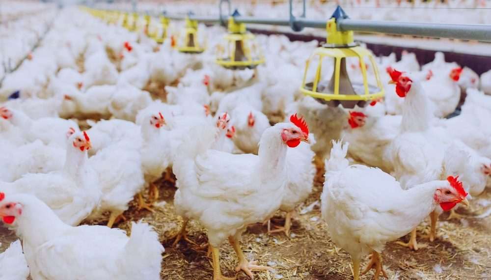Argentina mantém embargo a frango de todo o Brasil após detecção de Newcastle