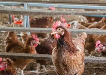 Newcastle: suspensão preventiva de exportação de frango diminui para 42 mercados