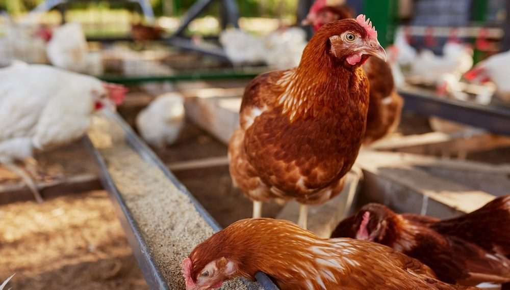 Ministério da Agricultura notifica OMSA sobre fim de foco da doença de Newcastle no RS