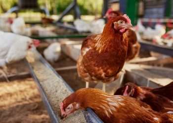 Ministério da Agricultura notifica OMSA sobre fim de foco da doença de Newcastle no RS