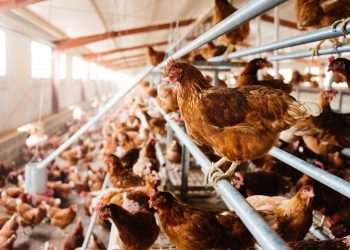 Frango: caso de Newcastle no RS deve pressionar preço para exportação, diz AEB