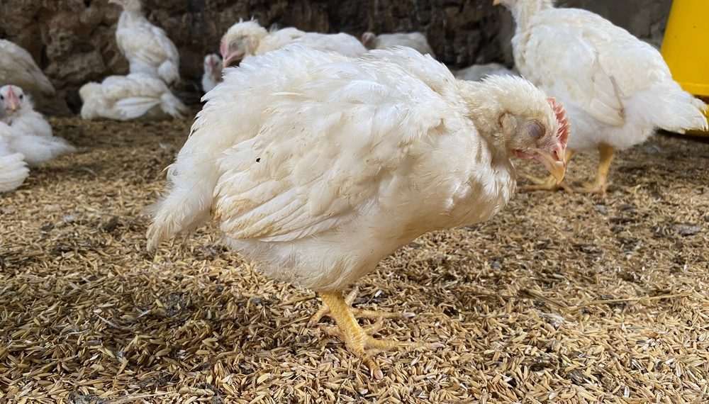 Agricultura institui Centro de Operações de emergência zoosanitária no RS