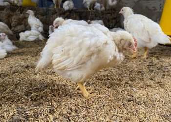 Agricultura institui Centro de Operações de emergência zoosanitária no RS