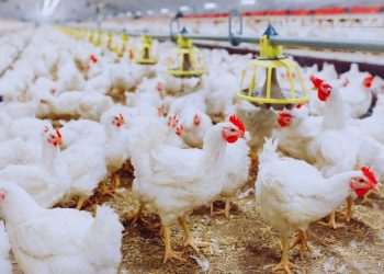 Brasil vai declarar fim do foco da doença de Newcastle à OMSA