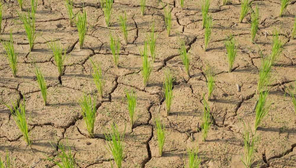 Estudo aponta impacto negativo de mudanças climáticas na agricultura