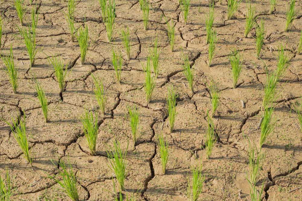 Estudo aponta impacto negativo de mudanças climáticas na agricultura