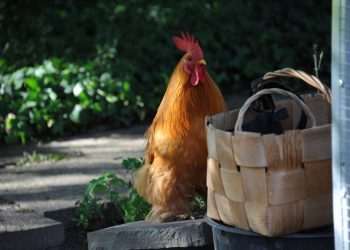 Newcastle: setor avícola do RS pede ações restritivas só no raio de 10 km do foco