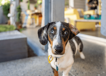 Brasil é o 2º país com mais estadias pet-friendly no Airbnb