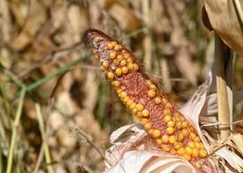 Clima adverso reduz em 21,4 milhões de toneladas a safra de grãos