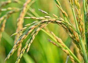 Conab realiza leilões para compra de sementes destinadas a produtores no RS