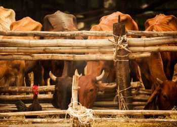 Brasil bate recorde de exportação de carne bovina e de frango em 2024