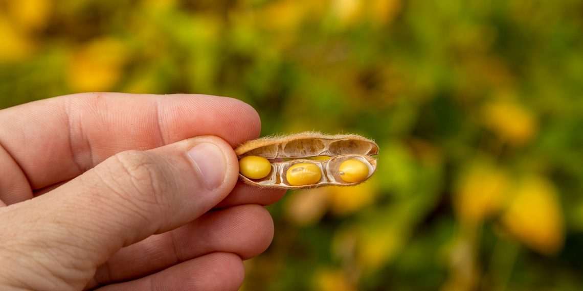 Associação de produtores de soja dos EUA avalia que guerra comercial com China favorece Brasil