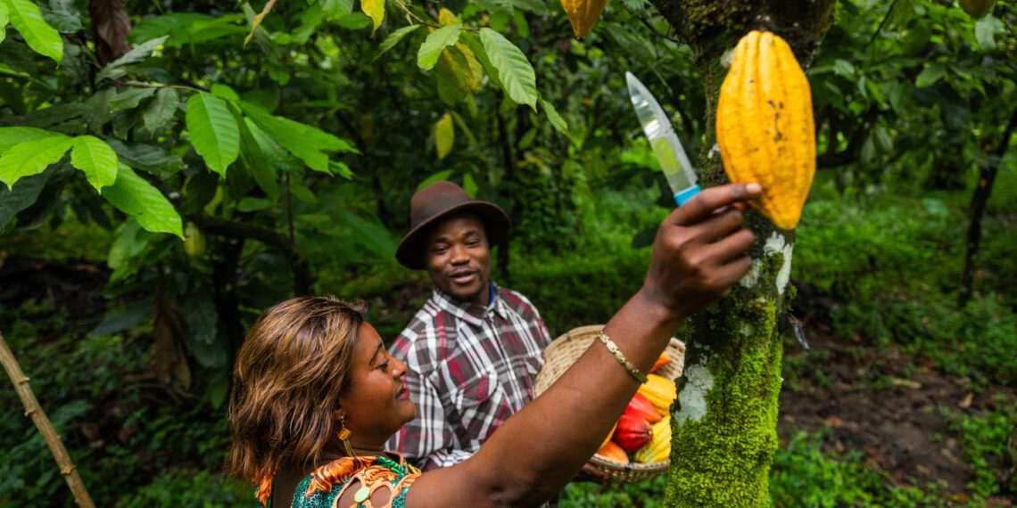 Do campo à crise: o efeito cascata das mudanças climáticas no mercado de cacau