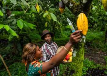 Do campo à crise: o efeito cascata das mudanças climáticas no mercado de cacau