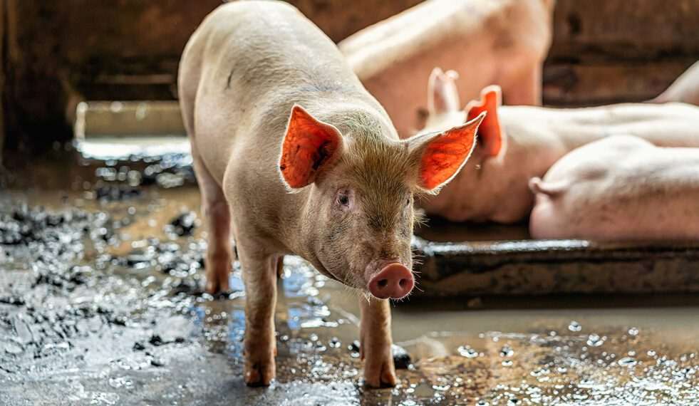 Chile reconhece PR como zona livre de febre aftosa sem vacinação e de peste suína clássica