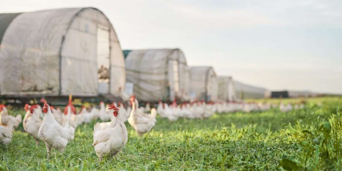 China suspende habilitação de 51 frigoríficos de frango brasileiros após caso de gripe aviária