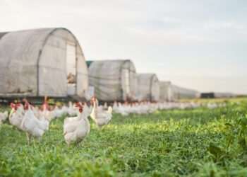 China suspende habilitação de 51 frigoríficos de frango brasileiros após caso de gripe aviária