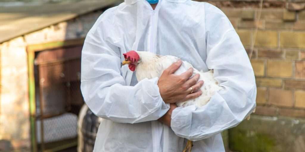 Defesa Agropecuária de SP inspeciona granjas que receberam material avícola do RS