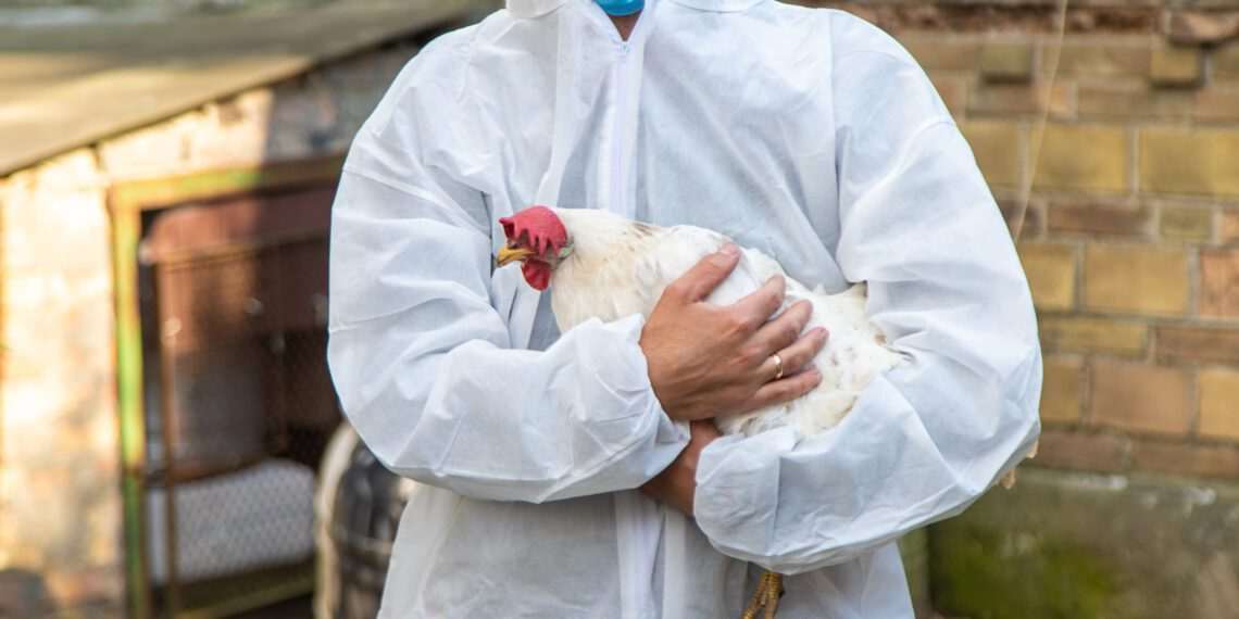 China suspende compra de carne de frango do Brasil por 60 dias após caso de gripe aviária