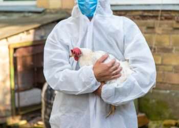 China suspende compra de carne de frango do Brasil por 60 dias após caso de gripe aviária