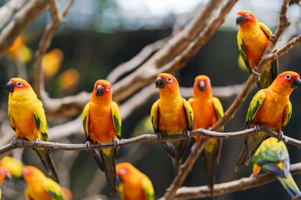 MG declara emergência sanitária após caso de gripe aviária em aves ornamentais na Grande BH