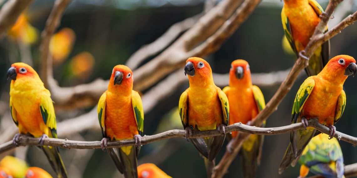 MG declara emergência sanitária após caso de gripe aviária em aves ornamentais na Grande BH