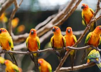 MG declara emergência sanitária após caso de gripe aviária em aves ornamentais na Grande BH