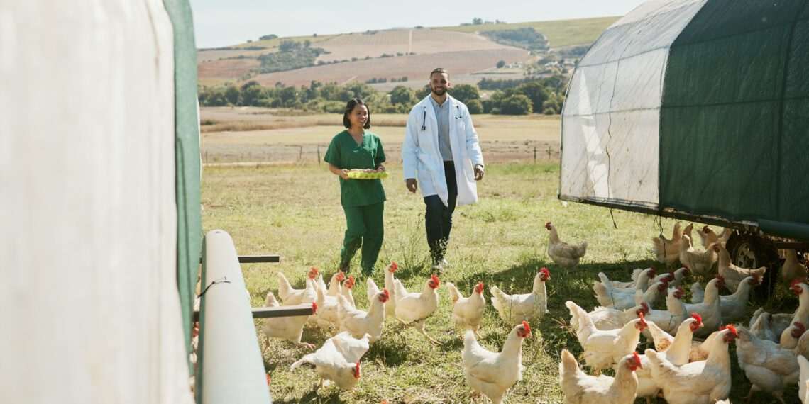 Gripe aviária: México suspende importação de produtos avícolas do Brasil