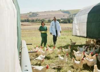 Gripe aviária: México suspende importação de produtos avícolas do Brasil