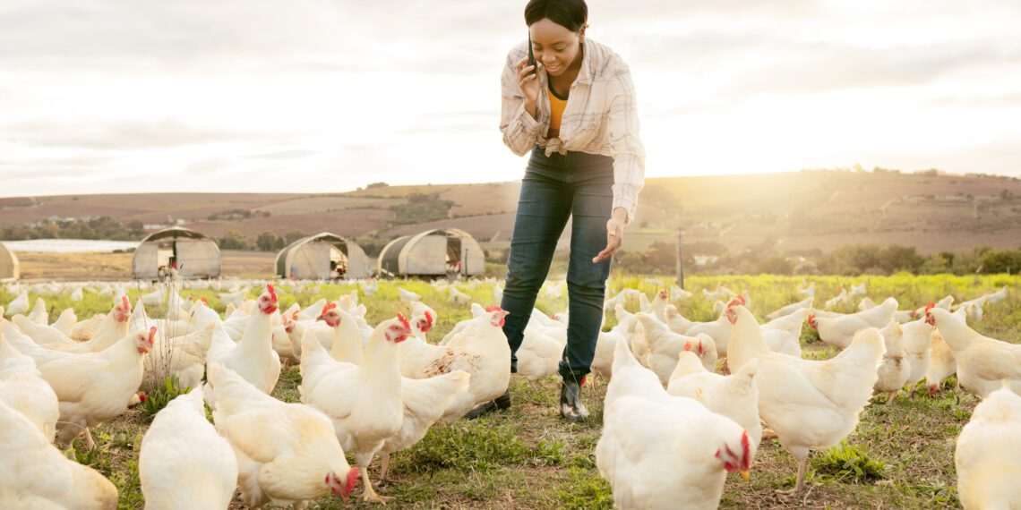 Há 'fortes indícios' de que foco de gripe aviária está contido, diz ministro da Agricultura