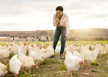 Há 'fortes indícios' de que foco de gripe aviária está contido, diz ministro da Agricultura