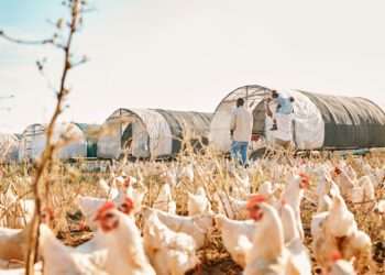 Kuwait suspende importação de carne de frango de todo o Brasil