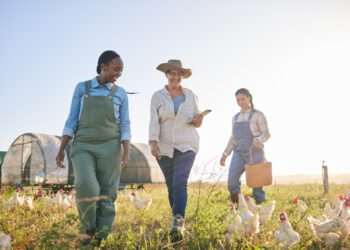 Santa Catarina proíbe entrada de aves vivas e ovos férteis oriundos de 12 municípios