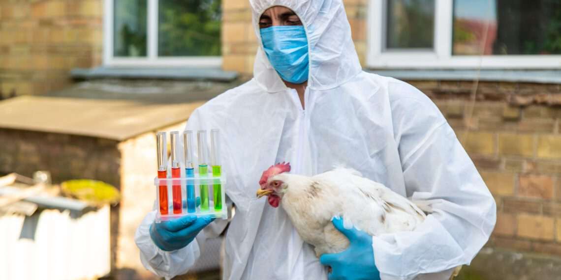 Exportação de frango brasileiro está suspensa para 9 destinos após caso de gripe aviária