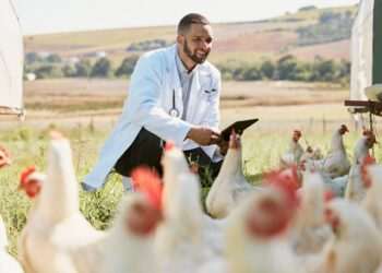 Trabalhador de granja no RS com foco de gripe aviária é isolado por suspeita de infecção