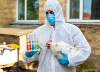 Exportação de frango brasileiro está suspensa para 9 destinos após caso de gripe aviária